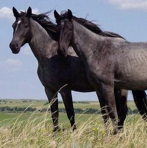Meet your Posher, Fabio